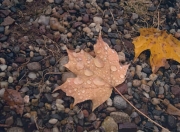 Leaf and Droplets